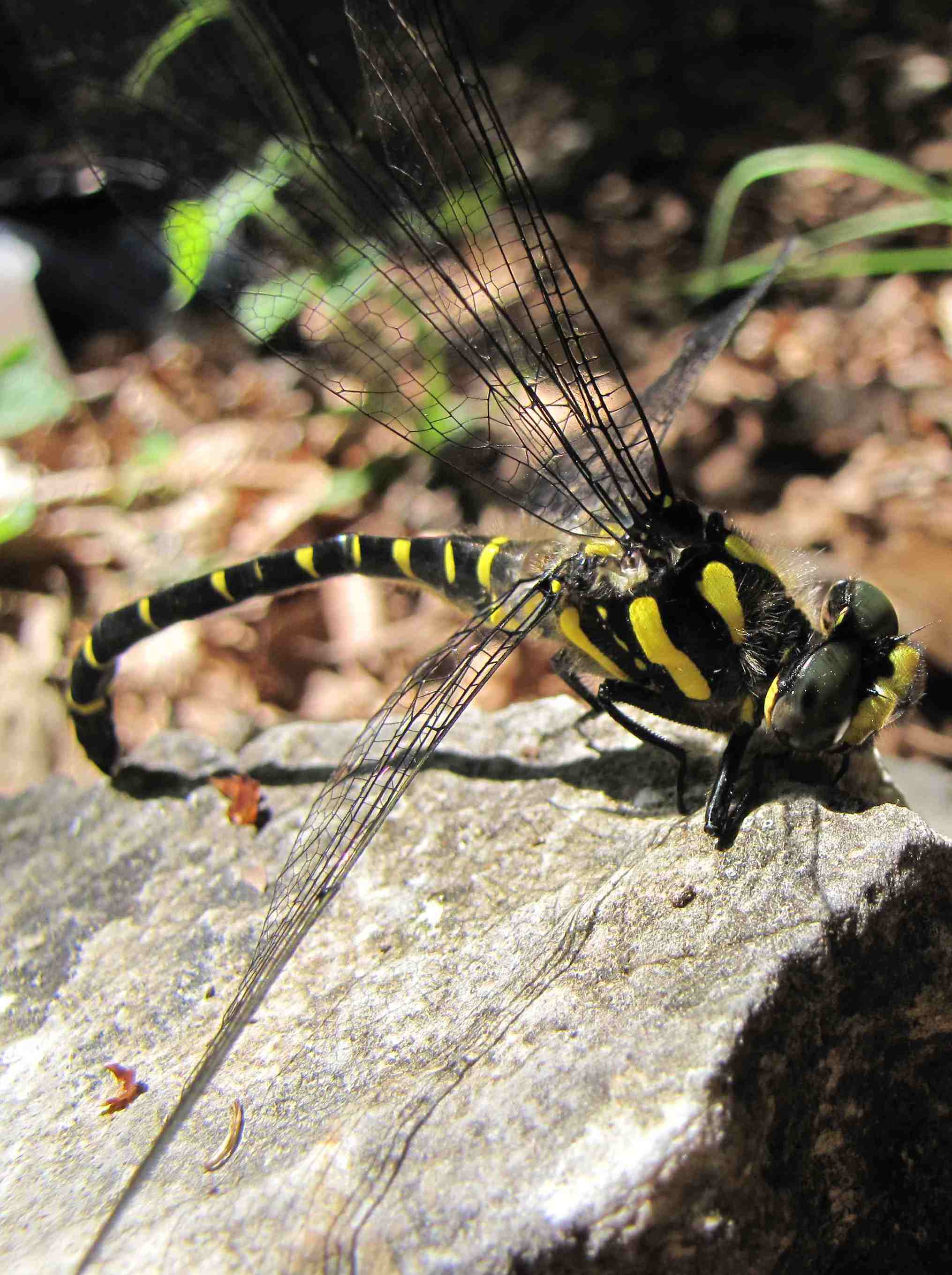 libellula aniene: maschio Cordulegaster bidentata